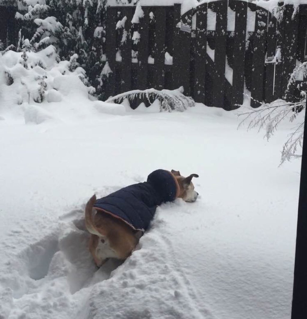 Strider is trying to be a snow plow. Photo courtesy of Colure Caulfield.