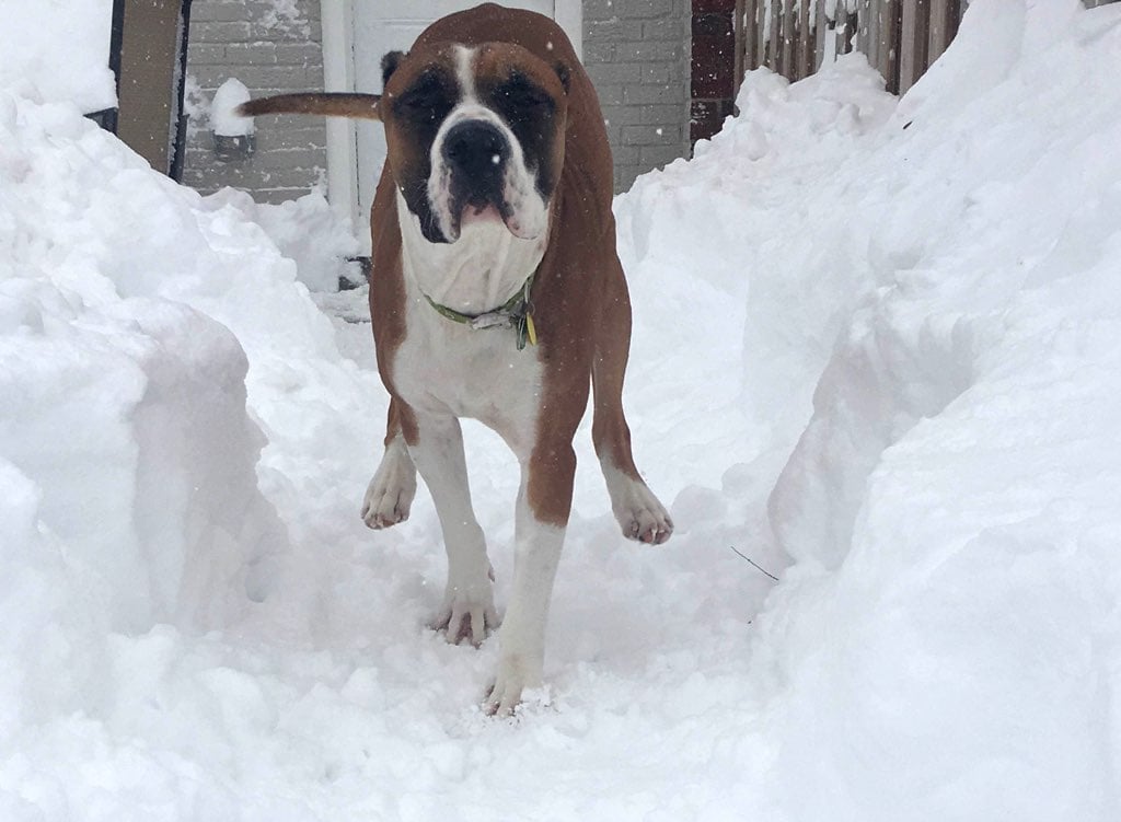 This is no time for walking or chit-chatting. There is snow on the ground! Photograph courtesy of Alexis Anderson and Joe Yarbough. 