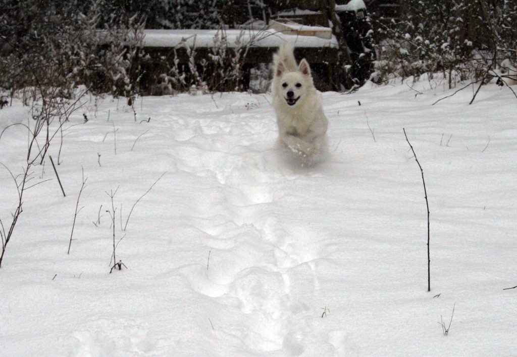 This is Princess's first real time in the snow. And she's never felt this way before. Photo courtesy of Amanda McDaniel. 