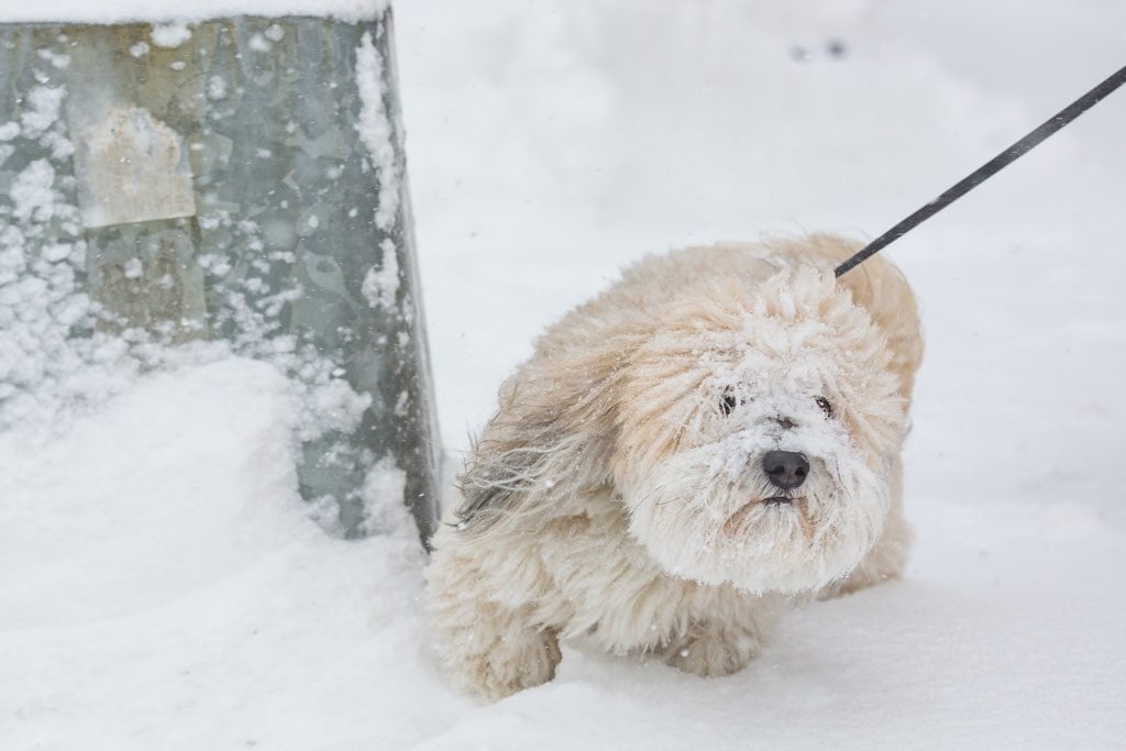 Look at this dog! Oh, wait, sorry. This is a yeti. Photograph courtesy of Harrison Jones.