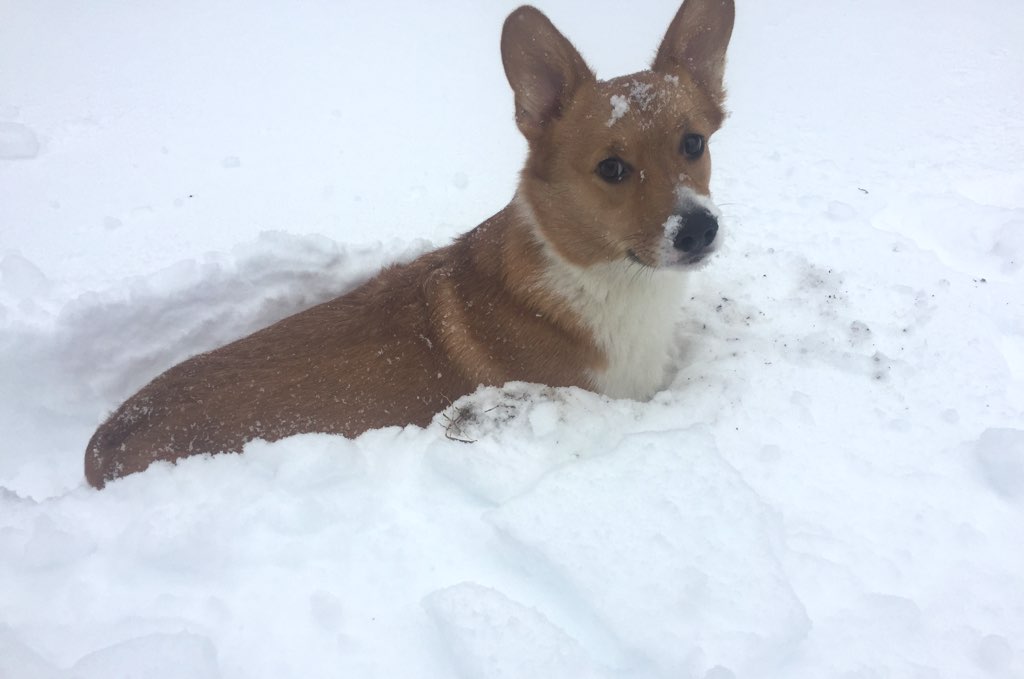 Every blizzard should have a corgi in the snow. Photo courtesy of Jessica Battaglia. 