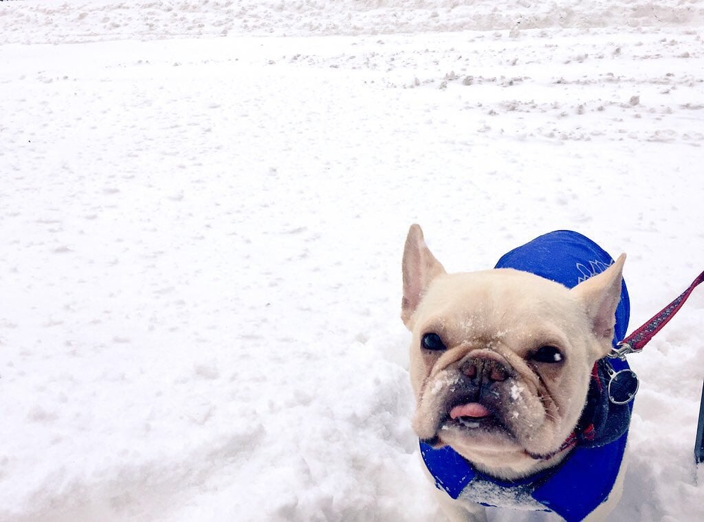 This kind of weather is perfect for a nice and cozy doggie fleece. Photo courtesy of Lauren Street.