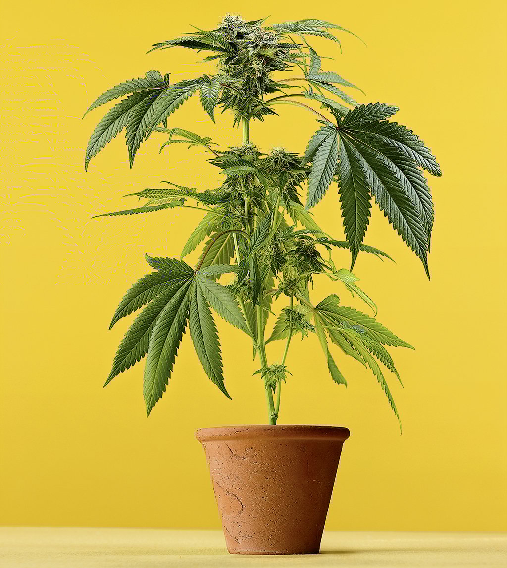 howtogiftmarijuana_landing - Washingtonian Photograph by The Image Bank/Getty Images.