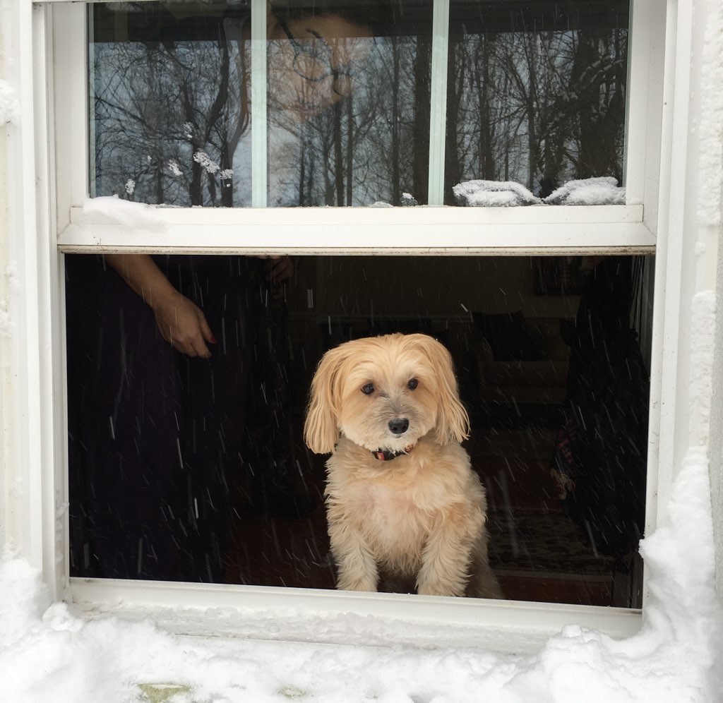 Bear just loves to watch the snow fall. Photo courtesy of Rachel Joubran. 