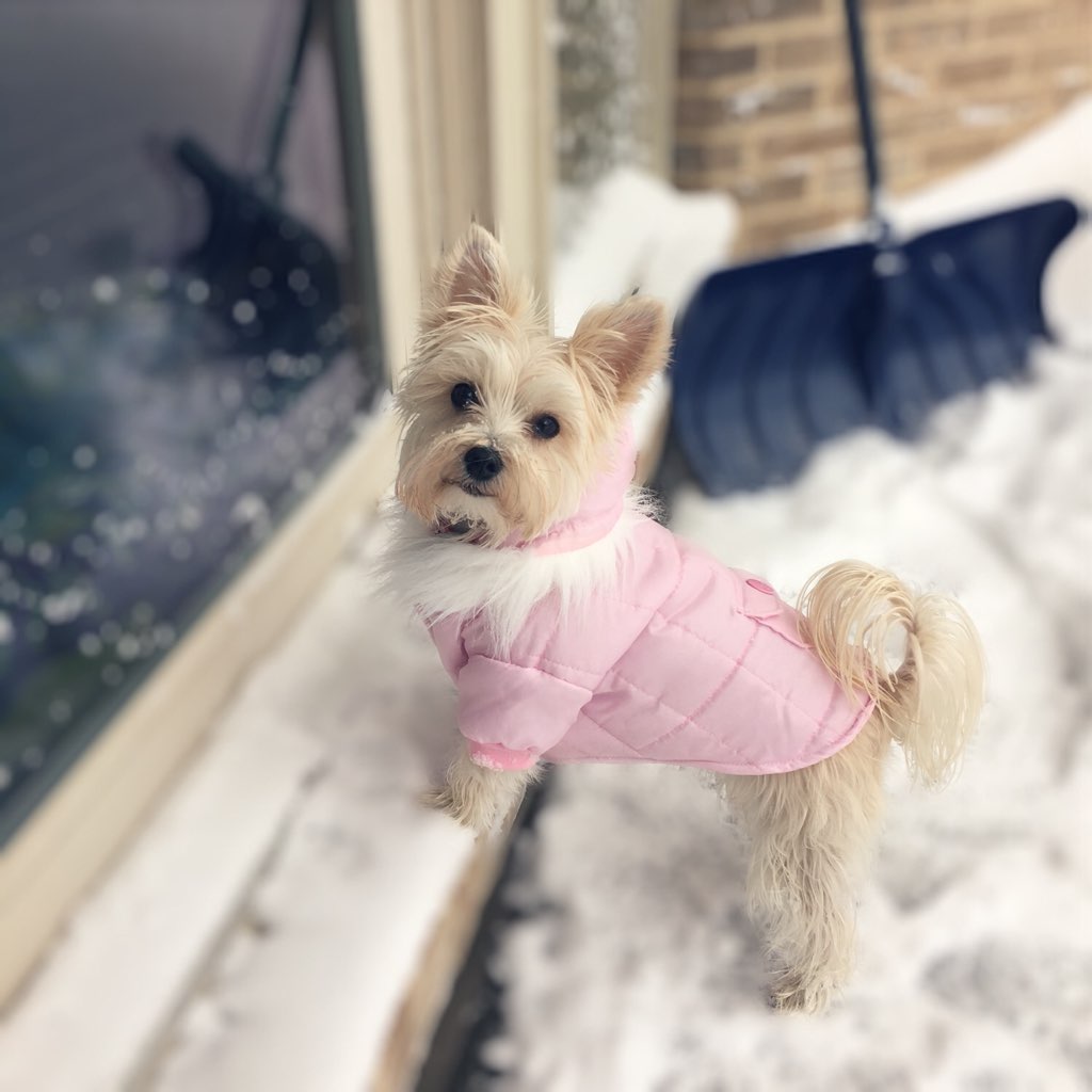 Barkley knows that you should always look your best in the snow. Photo courtesy of Danielle DiPirro.