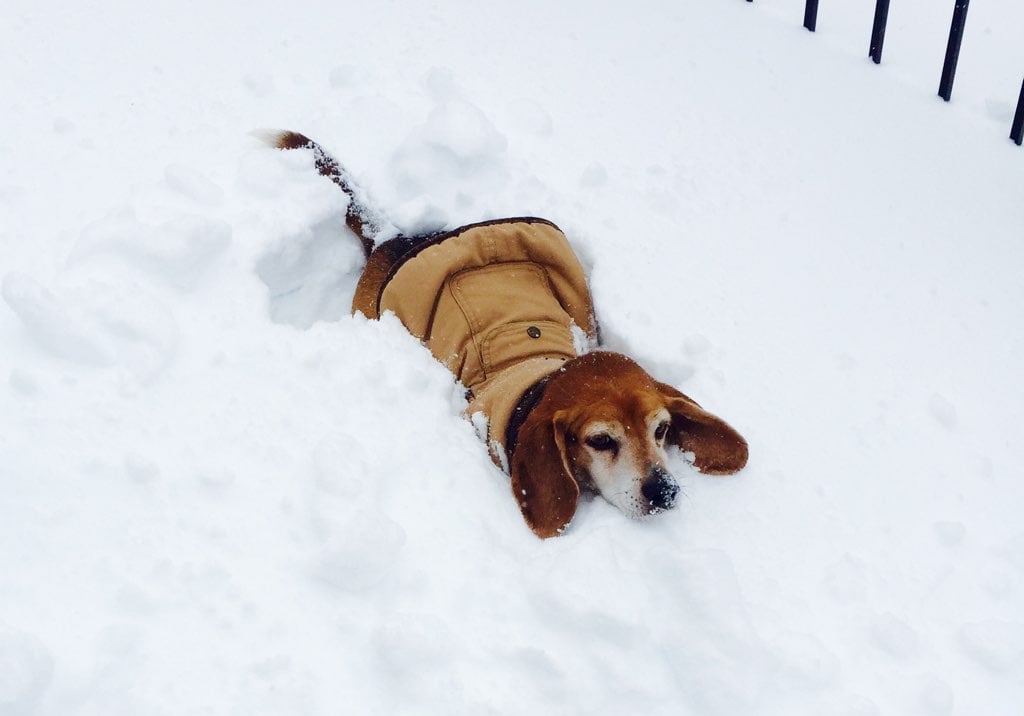 Miles is not stuck. He's just really tired from trying to run through snow twice as tall as him. Photo courtesy of Kristen Nafziger. 