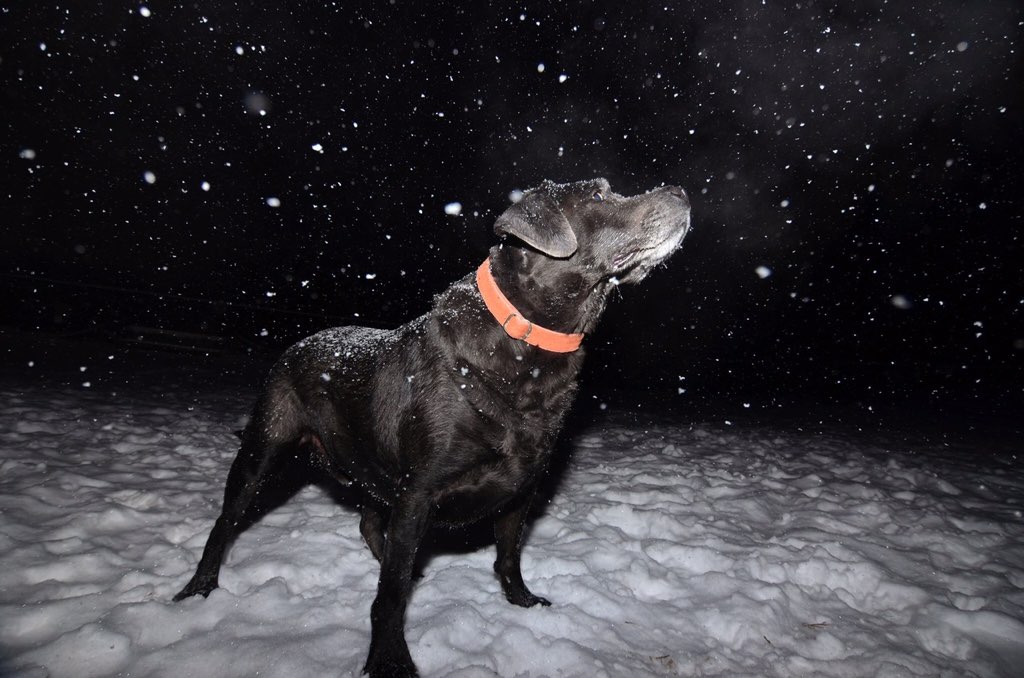 Revo snow gazing. Photograph courtesy of Anieca. 