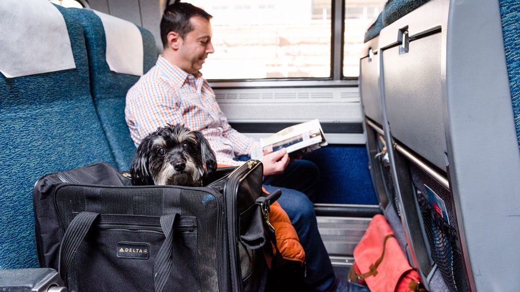 can dogs go on amtrak