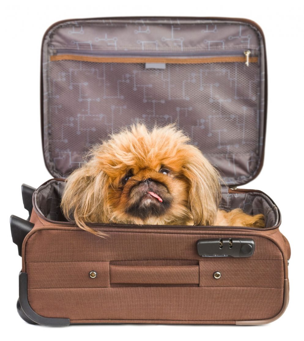 can you take dogs on amtrak 5 things you need to about bringing your pets on amtrak washingtonian can you take dogs on amtrak 5 things you need to about bringing your pets on amtrak washingtonian