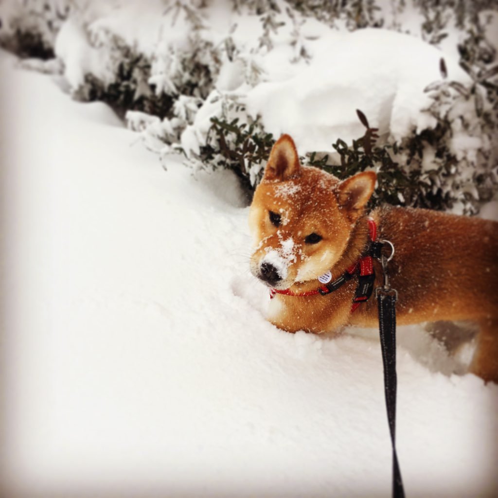 Winston made sure he was hard to lose in the snow. Photo courtesy of Alisha Rodriquez.