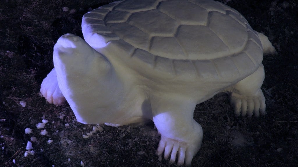 walter-crain-turtle - Washingtonian Terpie the Turtle