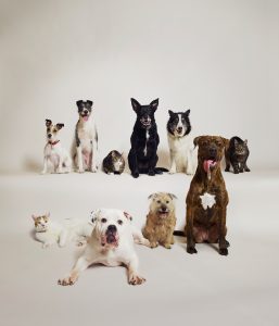 There Are More Ways Than Ever to Adopt a Dog In DC