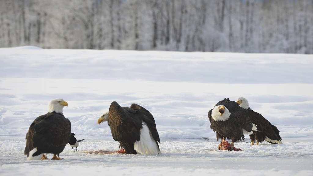 There's a Reward for Information on Dead Bald Eagles