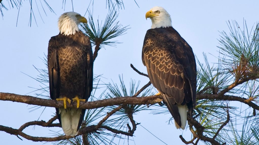 Bald Eagles Found Dead in Maryland