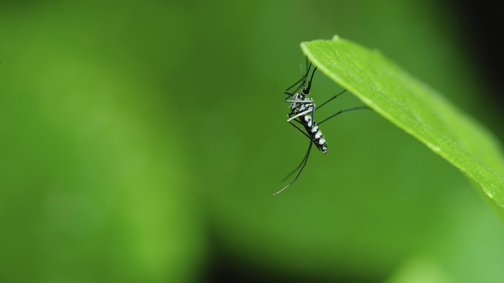 Plantas para mosquitos