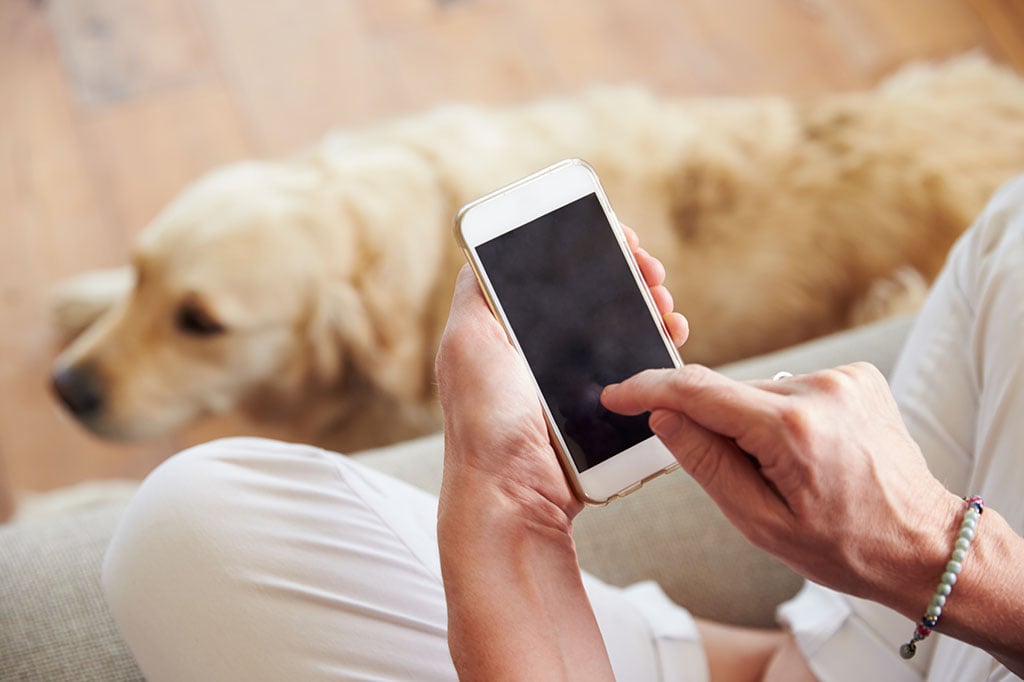 Some pet sitters use apps to check in with owners on their location and the day's activities. Photograph via iStock.