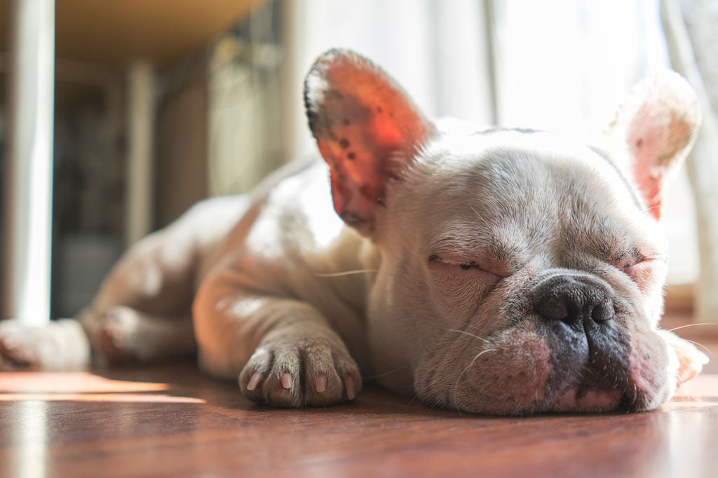 You know your pet best, so keep an eye on unusual behavior after finding a sitter, such as severe exhaustion. Photograph via iStock.