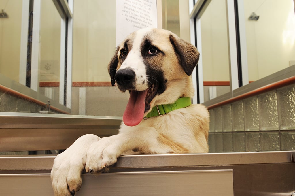 washingtonhumanesociety - Washingtonian Pet rescue, Washington Humane Society. Photograph courtesy of the Washington Humane Society.