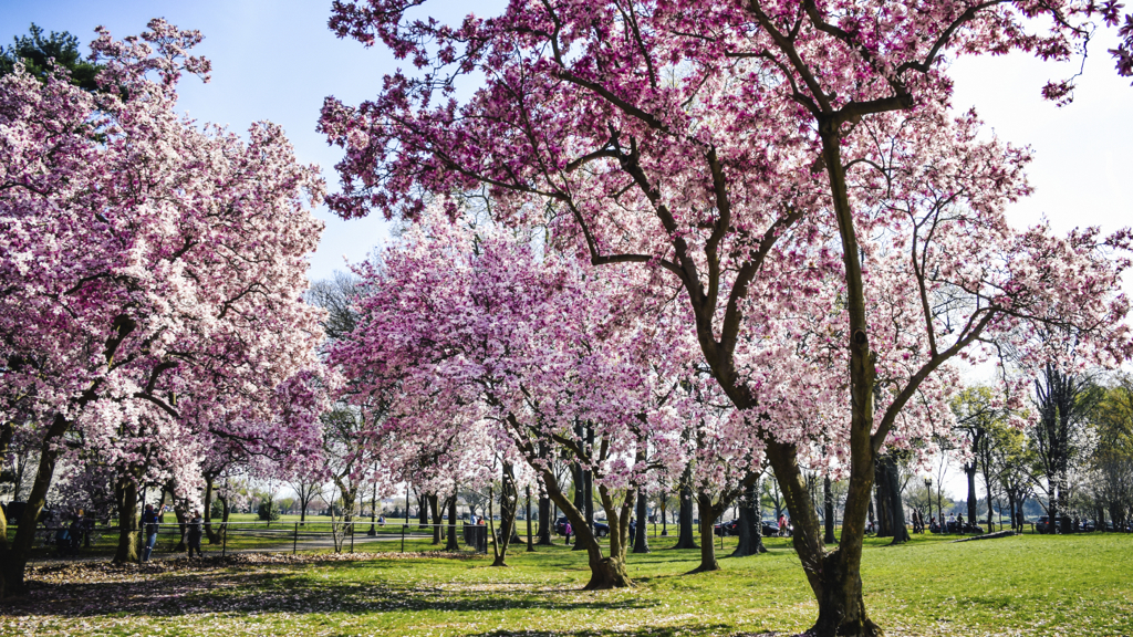 DC cherry blossoms