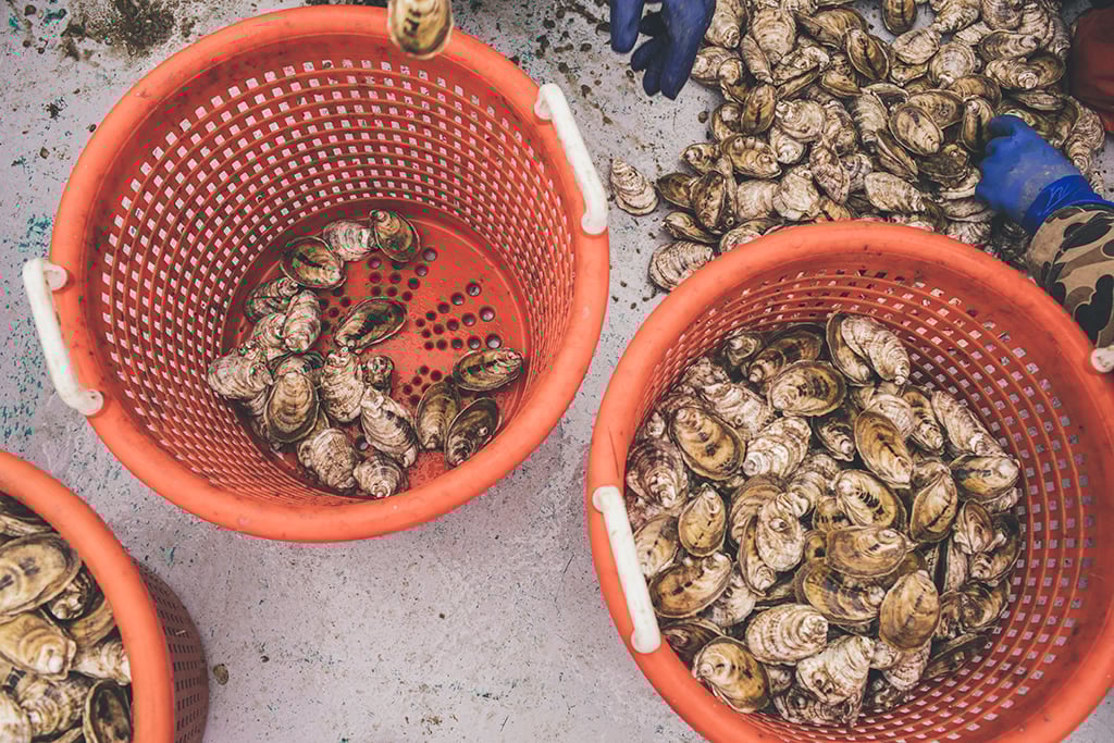 082A0325 - Washingtonian Tangier Island