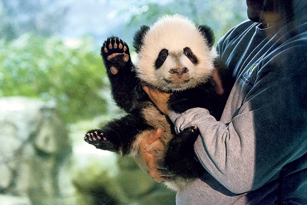 BeiBei_Panda - Washingtonian Your weekend bucket list for Washington, DC