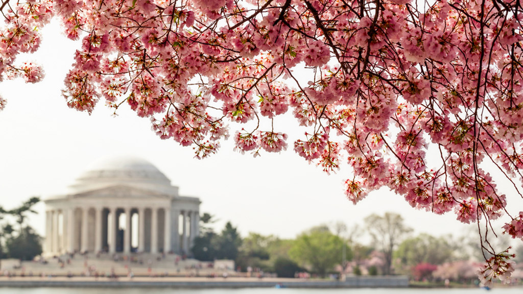 Cherry Blossoms bloom in DC.