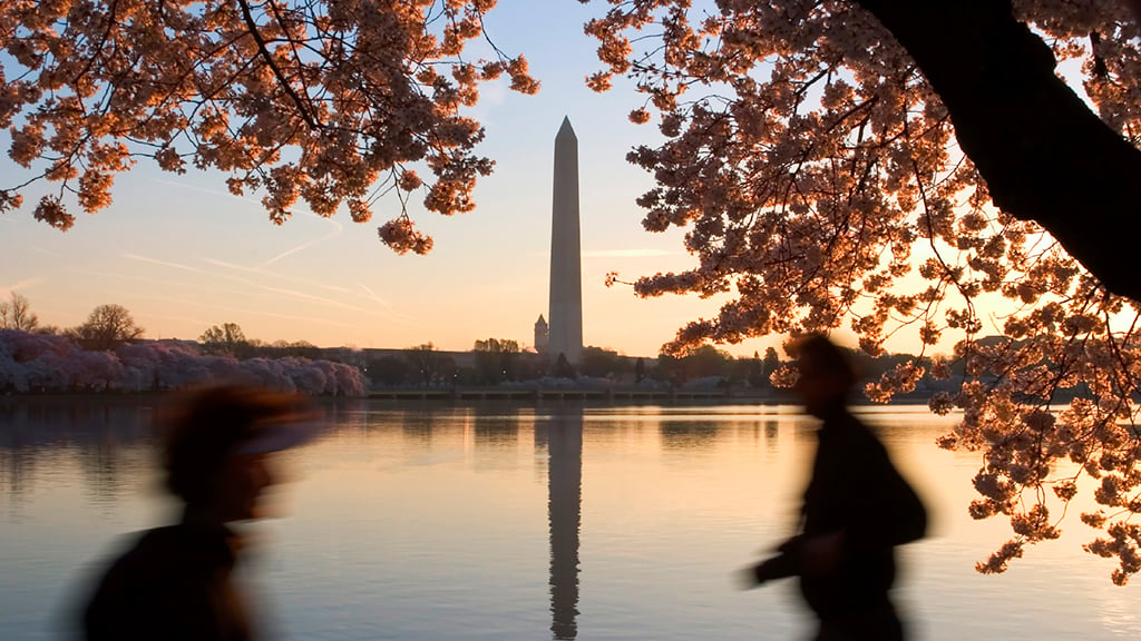 Cherry Blossom Ten-Miler