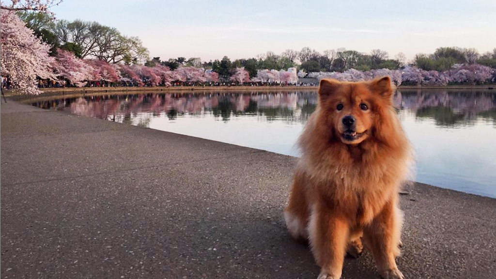 dc pets