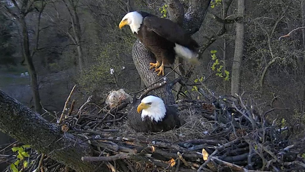 baby bald eagle