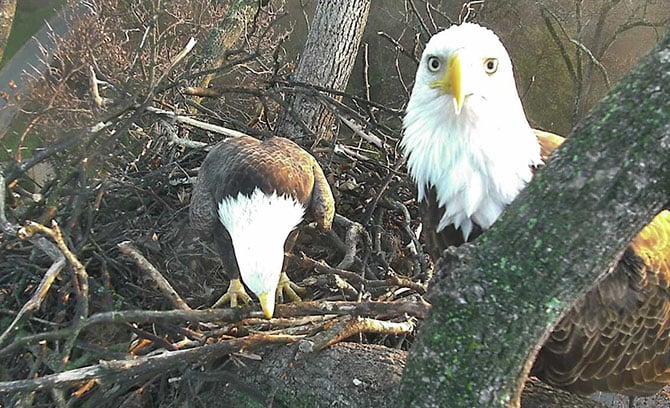 eagles - Washingtonian eagles