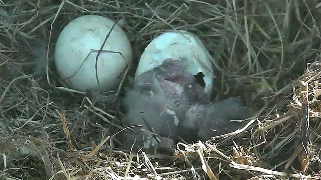 baby bald eagle