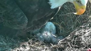 The Baby Bald Eagle Is Cuter Than You Could Imagine