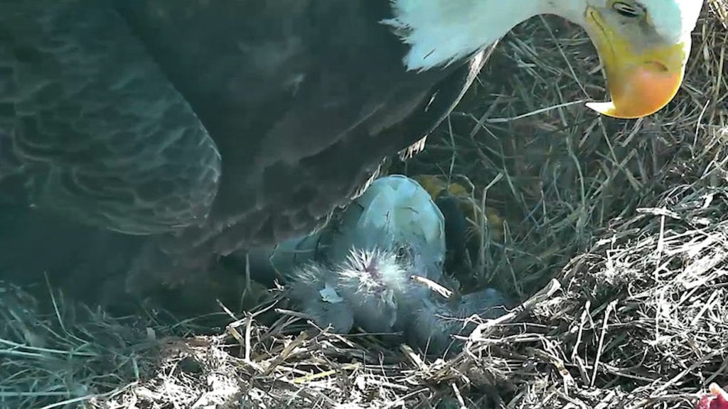 baby bald eagle