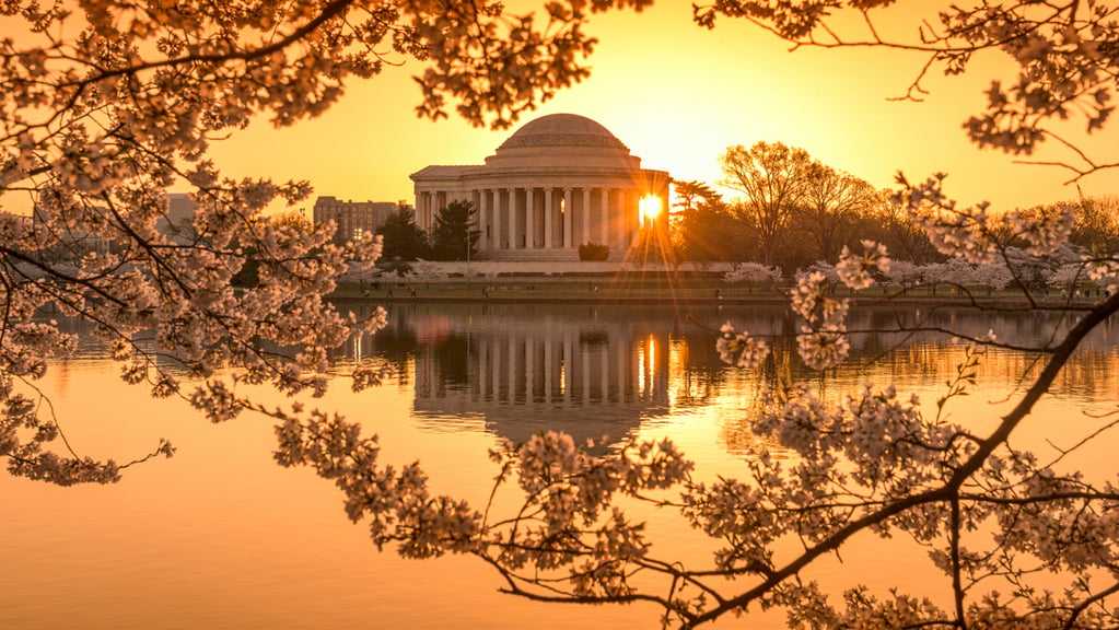 Three Hacks for Seeing the Cherry Blossoms Without Battling Crowds