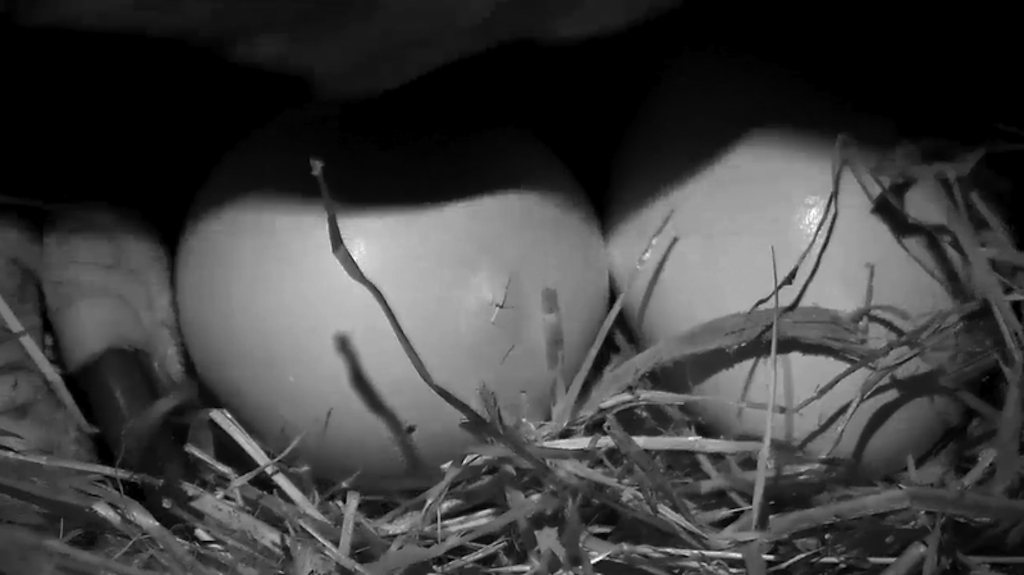 baby bald eagle