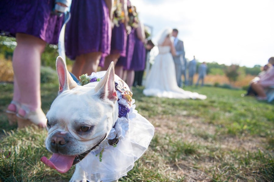 4-1-16-adorable-dogs-at-washington-weddings-11 - Washingtonian 4-1-16-adorable-dogs-at-washington-weddings-11