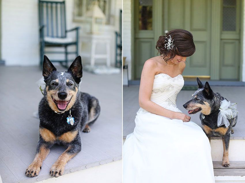 4-1-16-adorable-dogs-at-washington-weddings-12 - Washingtonian 4-1-16-adorable-dogs-at-washington-weddings-12
