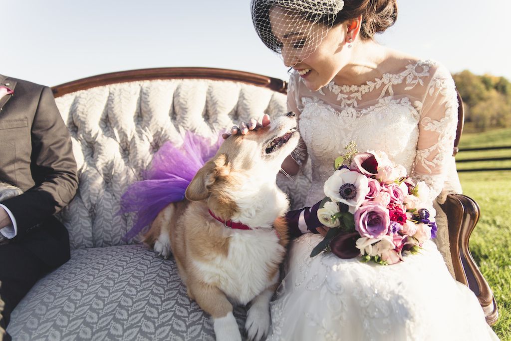 4-1-16-adorable-dogs-at-washington-weddings-13