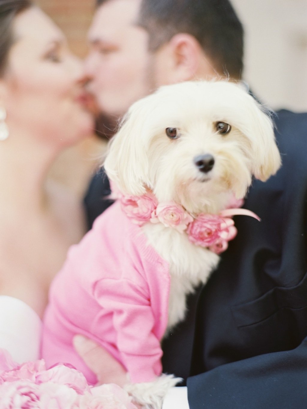 4-1-16-adorable-dogs-at-washington-weddings-9 - Washingtonian 4-1-16-adorable-dogs-at-washington-weddings-9