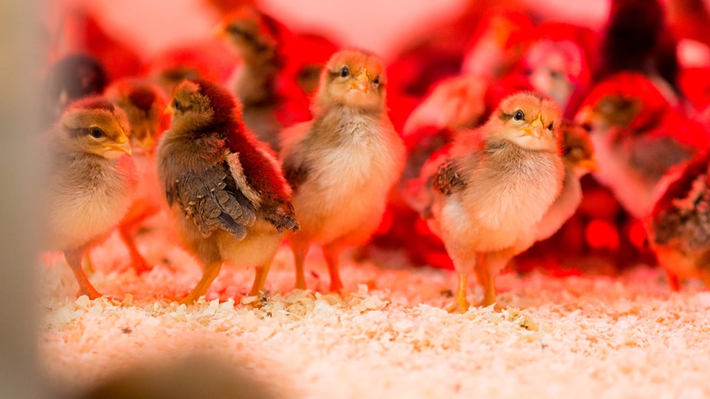 Photos of Adorable Baby Chicks–Just Because