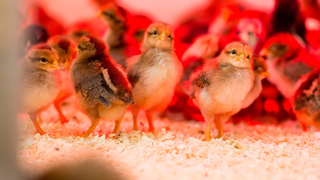 baby chicks