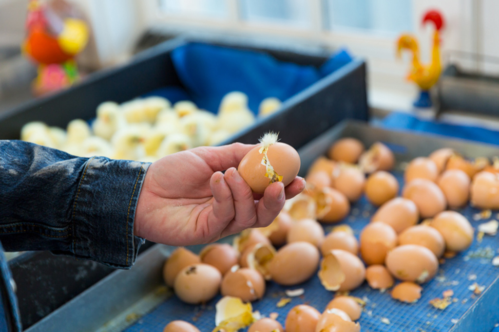 baby chicks