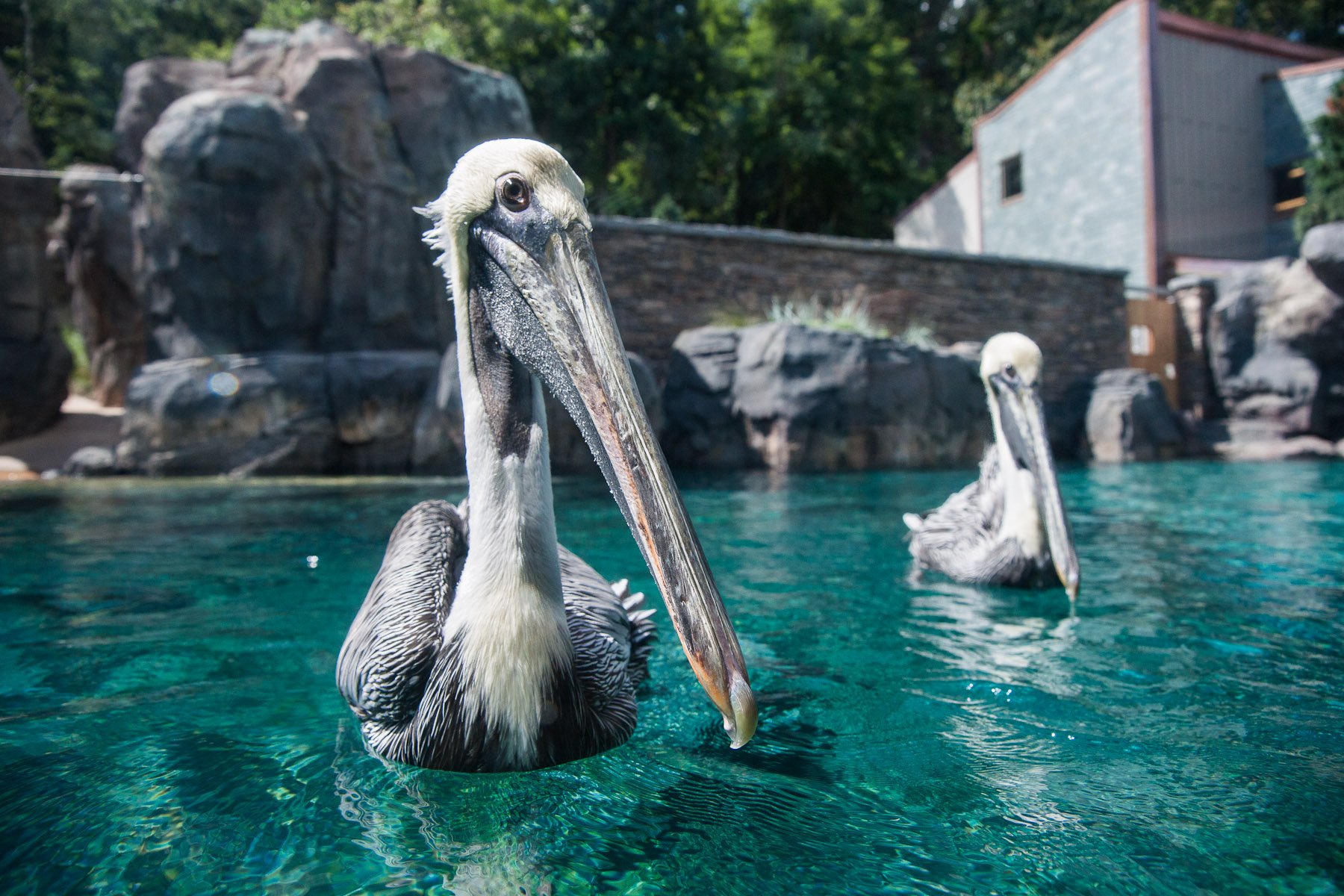 American Trail - Brown Pelican