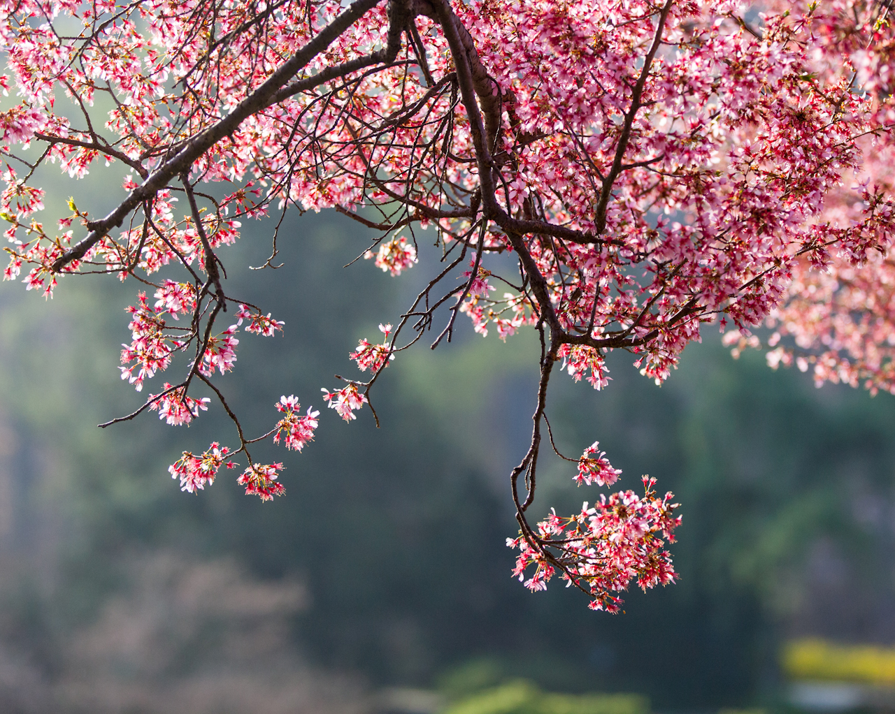 Brookside-Gardens-Fred-Dunn