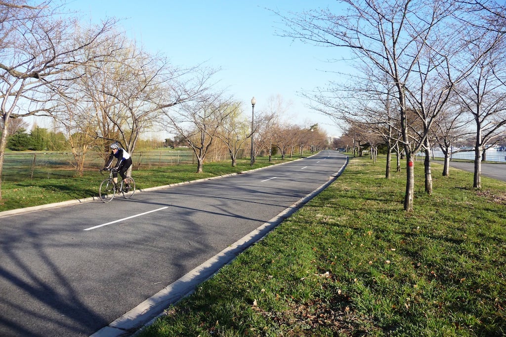 These trees will soon be sprouting with cherry blossoms