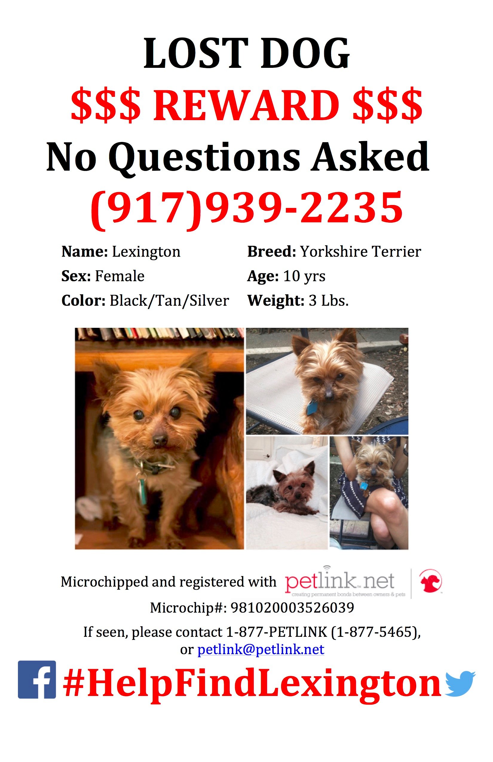 Lost Female 3 lb Yorkie Poster UPDATED