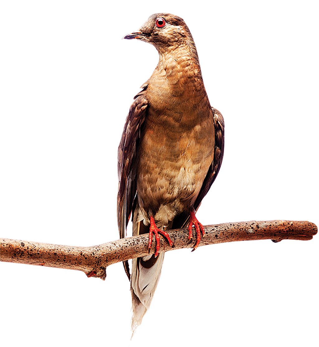 passenger-pigeon - Washingtonian DC Museums