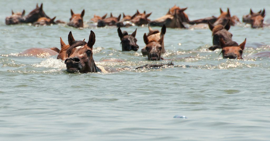 Chincoteague_Pony_swim_by_Bonnie_Gruenberg - Washingtonian Chincoteague ponies during the annual pony penning and swim from Assateague. Photograph by Bonnie U. Gruenberg/<a href="https://commons.wikimedia.org/wiki/File:Chincoteague_Pony_swim_by_Bonnie_Gruenberg.jpg">Wikimedia Commons</a>.