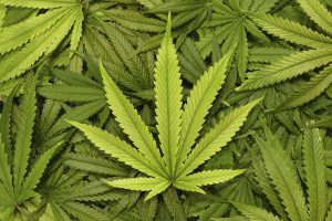 Maryland Votes to Legalize Marijuana: Here’s What to Know