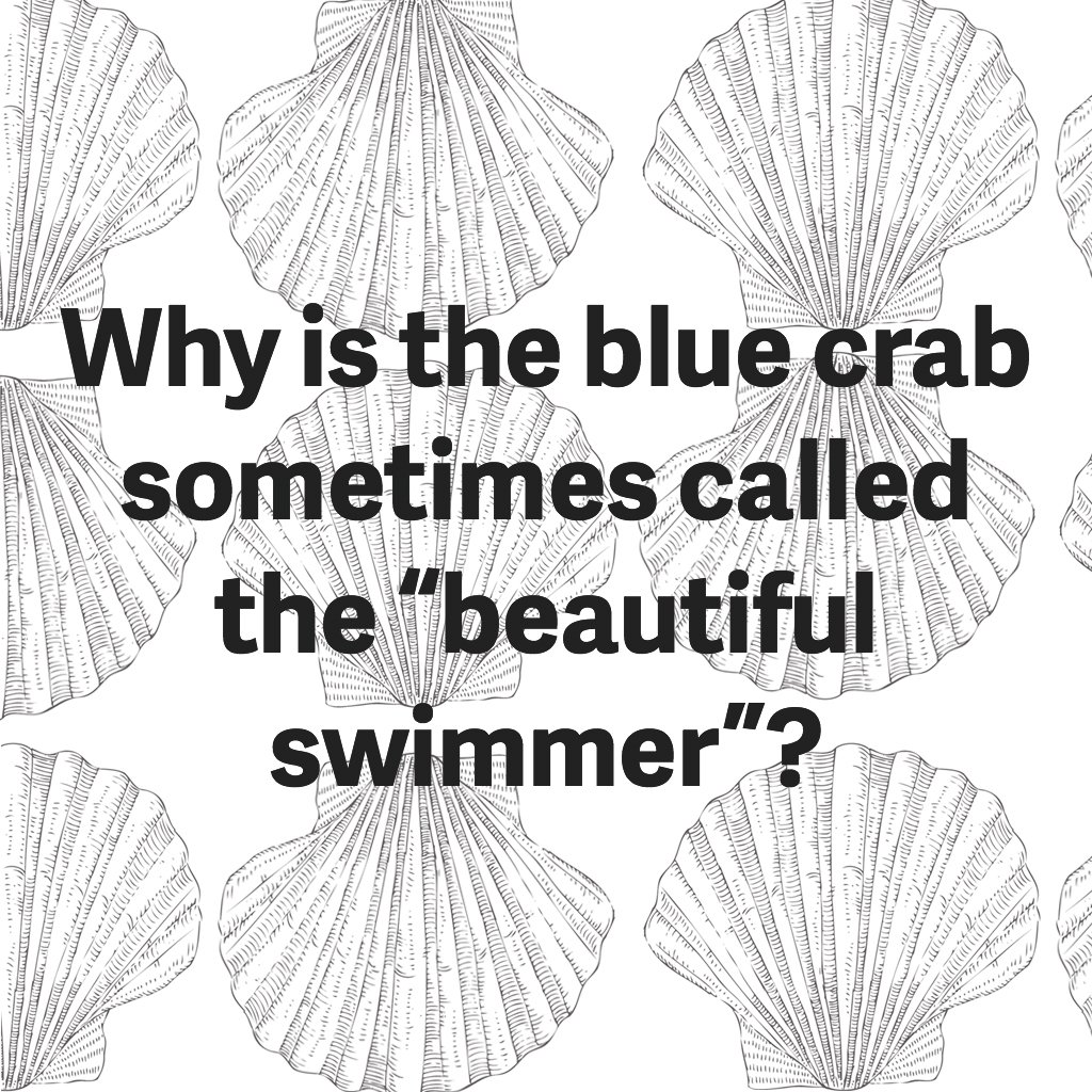 blue-crab-beautiful-swimmer